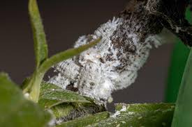 Image result for Mealybug cucumber