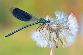 Definition of reality winner in the definitions.net dictionary. Imagination Becomes Reality In The Winners Of The 2019 Wiki Loves Earth Photo Contest Wikimedia Foundation