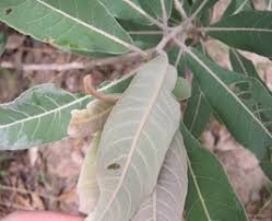 Image result for Terminalia brachystemma