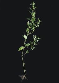 Image result for Justicia stachytarphetoides