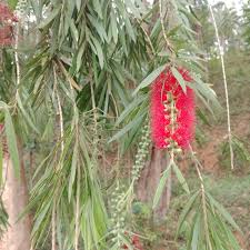 Image result for Syzygium rowlandii