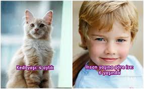 kedi yasi ve insan yasi karsil patiliyo com