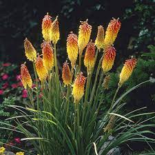 Grow your red hot poker plants in full sun for the best blooms. Kniphofia Red Hot Poker J Parker Dutch Bulbs