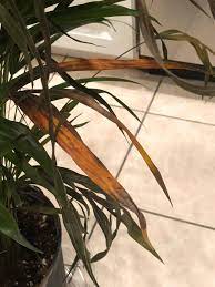 My Areca Palm Is Dying Gardening Landscaping Stack Exchange
