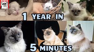 When your cat is in the early stages of stage three kidney diseases, his life expectancy can be cut down considerably. Kitten To Cat Time Lapse 1 Year In 5 Minutes Youtube