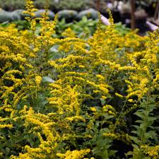 Image result for Solidago
