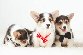 We have 2 girls (tricolor, red and white), and 2 boys (red and…. Best Corgi Breeders 2021 10 Places To Find Corgi Puppies For Sale