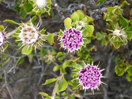 Image result for Macledium