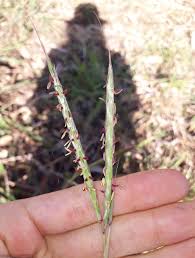 Image result for Andropogon gayanus