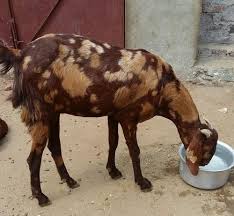 Sirohi Goat Characteristics Learn Natural Farming