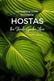 Browse an exclusive selection of organic burpee seeds & plants. The Essential Guide To Growing Hostas The Shade Garden Beauty Garden Therapy
