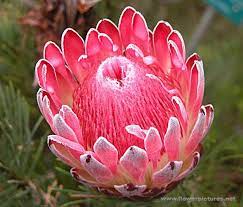 Check spelling or type a new query. King Protea Protea Flower Protea Flowers Protea Art