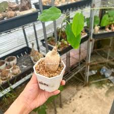 Image result for Pyrenacantha kirkii