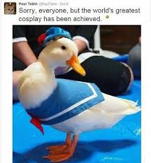The best Donald Duck memes  Memedroid