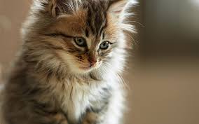 Share the best gifs now >>>. Hd Wallpaper Brown Tabby Kitten Fluffy Face Look Watch Domestic Cat Pets Wallpaper Flare