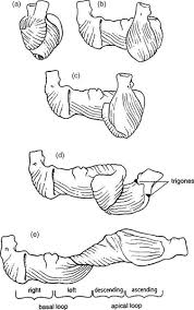 The lie, presentation and position of a fetus are important during labour and delivery. Anatomy And Physiology Section 1 Core Topics In Cardiac Anesthesia