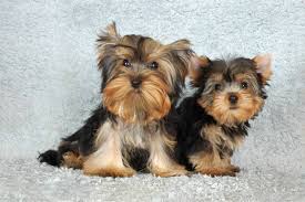 Www.bit mart.com visit this website. Male Vs Female Yorkshire Terrier Which Is Better