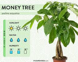Additionally, they were listed by nasa as one of the best air purifying. 9 Actual Low Light Plants No Really Posh Pennies