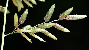 Image result for Eragrostis cilianensis