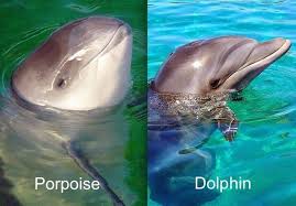 28 Commonly Confused Animals Animals Porpoise Marine Mammals