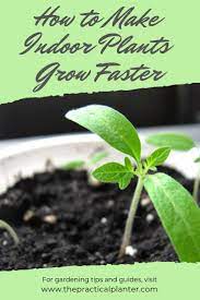 Do You Need To Grow An Indoor Plant Quickly For A Mother S Day Gift Or Teacher Appreciation Day Whatever The Reaso Growing Plants Indoors Plants Indoor Plants