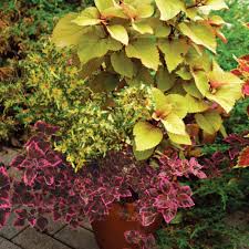 Image result for Coleus meyeri
