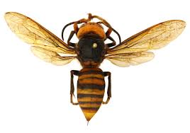 A bug bomb or pest bomb, in my experience, is a can of strong pesticide that is entirely empied into an empty room or house to flood the air with the you might have to vacate the premises for several days after a bug bomb, but you might spray a bug with a can and keep on doing what you were. Killer Hornet Not Found In The Northeastern U S Newsroom