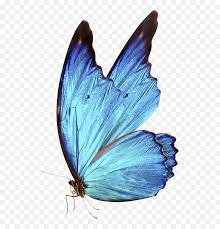 When designing a new logo you can be inspired by the visual logos found here. Download 0 Bluebutterflyhouse Blue Glowing Butterfly Png Free Transparent Png Images Pngaaa Com