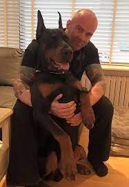 Friends are you planning to bring a doberman puppy in your home and wanted to know the price in india for 2020? Pin On Dobermann Sage