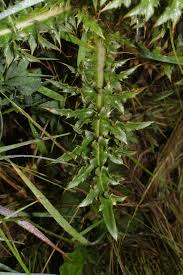 Image result for Carduus nyassanus