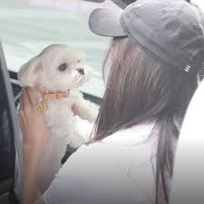 Day 12 Idol With Pet Dalgom 30daysidolchallenge Jisoo Jisooblackpink Blackpink Beautiful Blink Baby Blackpink Jisoo Girl And Dog Blackpink