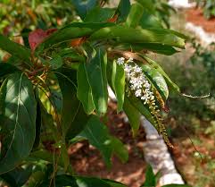 Image result for Citharexylum