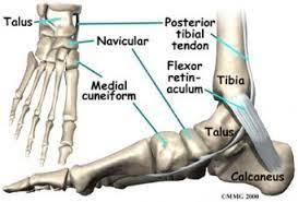Accessory Navicular Bone Anatomy Anatomy And Physiology Nursing Notes