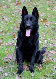 Das günstigste angebot beginnt bei € 200. Schwarzer Schaeferhund De Schaferhundezwinger Von Den Sohrewolfe