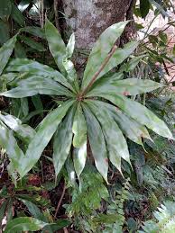 Image result for Oleandra