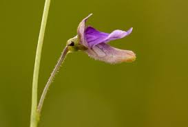 Image result for Genlisea