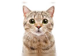 We have extensive experience with pest control queens, and brooklyn ny. 5 Things That Scare And Stress Your Cat Times Of India