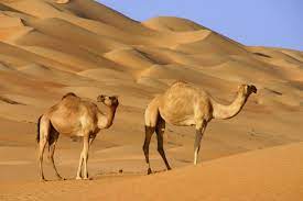 It occupies most of the arabian peninsula, with an area of 2,330,000 square kilometers (900,000 sq mi). Arabian Desert Facts Science Struck
