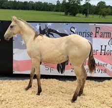 Buckskin is just a base color and it is possible for other. Lot 18 2020 Buckskin Roan Filly Online Only Horse Sale Blue Valentine Driftwood Heritage Production Sale
