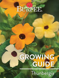 Image result for Thunbergia crispa