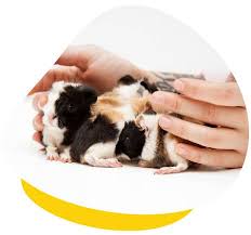 At guinea pig finder, our listings and resources are managed by guinea pig experts and seasoned guinea pig rescuers. Hand Raising Baby Guinea Pigs How When To Do It