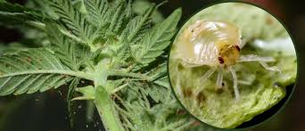 Spraying an insecticide for getting rid of chigger in the yard insecticides are a powerful way to kill chiggers in your yard if nothing else is working. Ztk1irkpvhqxom