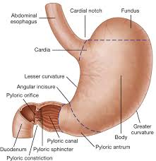 The abdomen is the part of the trunk which lies just below the diaphragm. Abdomen Basicmedical Key