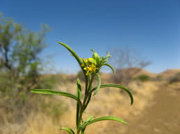 Image result for Vahlia