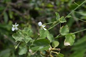 Image result for Hibiscus micranthus