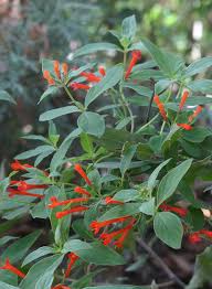 Image result for Chassalia umbraticola