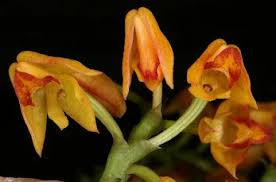 Image result for Polystachya melanantha
