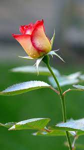 Close Up Photo Of Fresh Red And White Rose Flower For Smartphone Background In 2021 Rose Flower Wallpaper Red Roses Wallpaper Beautiful Flowers Wallpapers