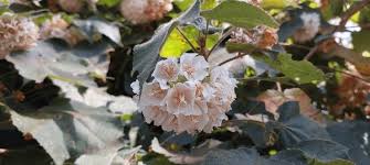 Image result for Dombeya burgessiae
