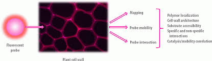 We did not find results for: Molecules Free Full Text Fluorescent Probes For Exploring Plant Cell Wall Deconstruction A Review